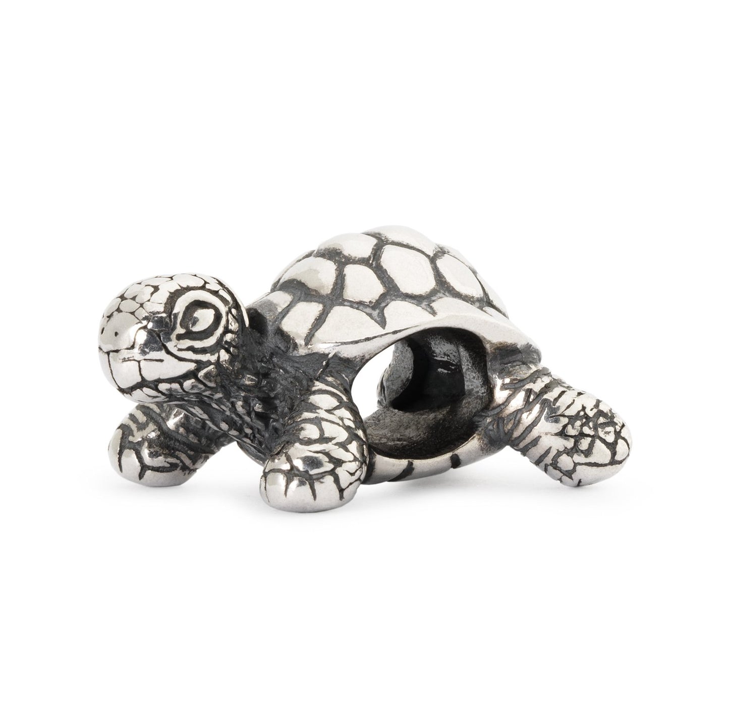 Afrikaanse schildpad