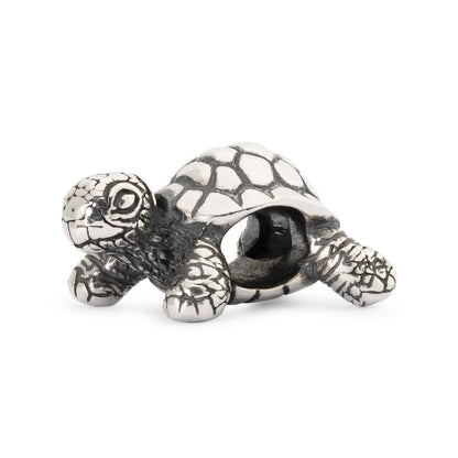 Afrikaanse schildpad